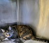 adoptable Cat in Castaic, CA named KALI