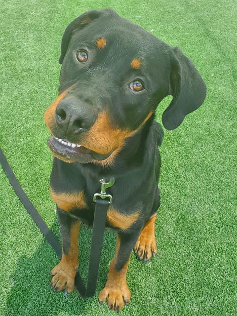 adoptable Dog in Castaic, CA named BEAST