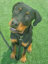 adoptable Dog in castaic, CA named BEAST