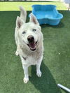 adoptable Dog in  named ICE