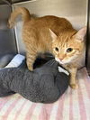 adoptable Cat in Castaic, CA named EUGENE