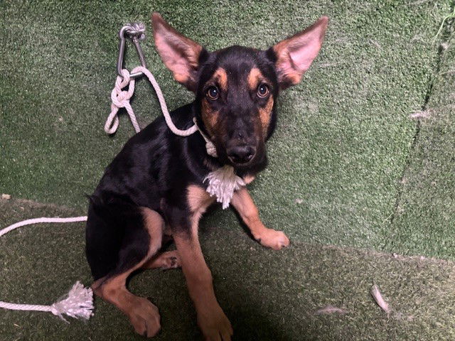 adoptable Dog in Castaic, CA named REEVES