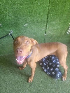 adoptable Dog in Castaic, CA named JAKE