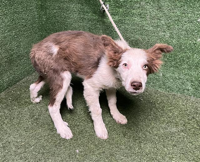 adoptable Dog in Castaic, CA named JORDAN