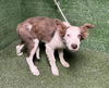 adoptable Dog in Castaic, CA named JORDAN
