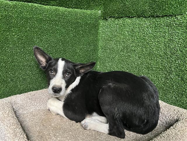 adoptable Dog in Castaic, CA named BLAKE
