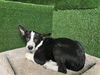 adoptable Dog in castaic, CA named BLAKE