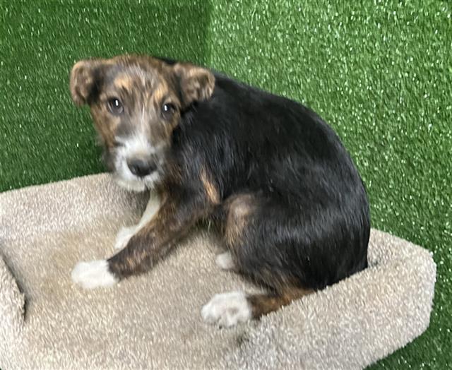 adoptable Dog in Castaic, CA named PERRY