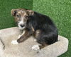adoptable Dog in castaic, CA named PERRY