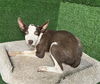 adoptable Dog in castaic, CA named OAKLEY