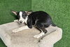 adoptable Dog in castaic, CA named CAMERON
