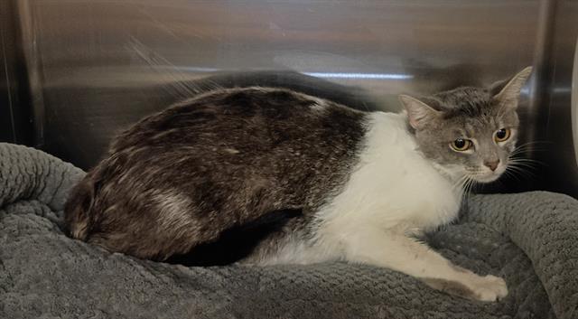 adoptable Cat in Castaic, CA named BIG EYES