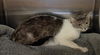 adoptable Cat in castaic, CA named BIG EYES