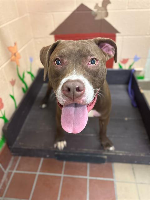 adoptable Dog in Castaic, CA named CHARLIE