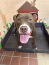 adoptable Dog in castaic, CA named CHARLIE