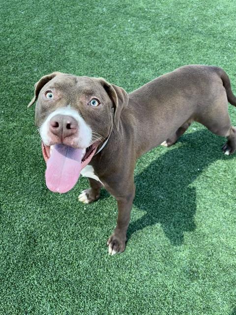 adoptable Dog in Castaic, CA named CHARLIE