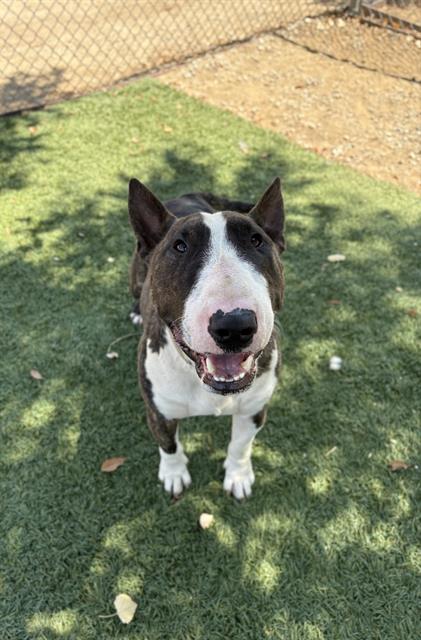 adoptable Dog in Castaic, CA named SAUGUS