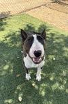 adoptable Dog in  named SAUGUS
