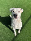 adoptable Dog in castaic, CA named KENT