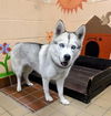 adoptable Dog in  named PIXIE