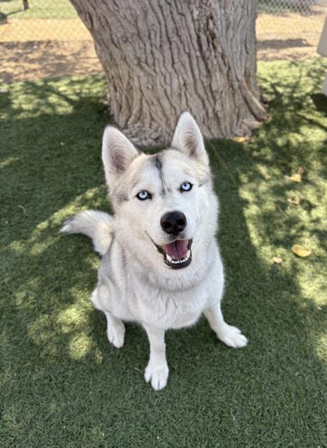 adoptable Dog in Castaic, CA named PIXIE