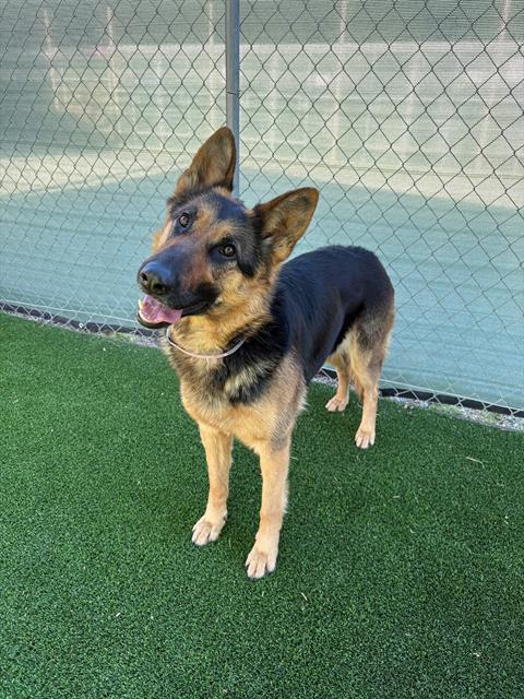 adoptable Dog in Castaic, CA named SHELIA