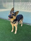 adoptable Dog in  named SHELIA