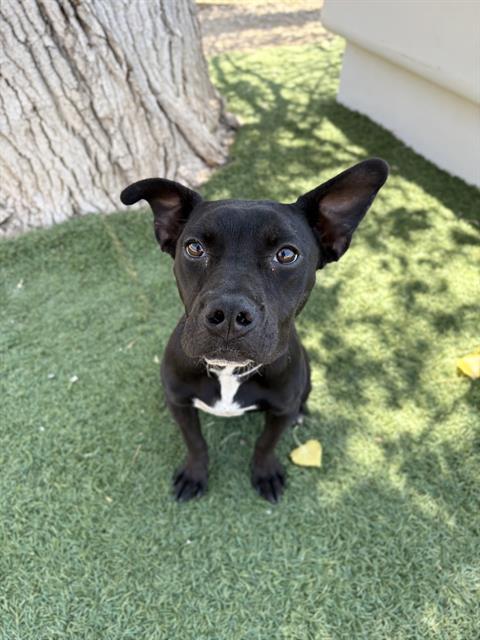 adoptable Dog in Castaic, CA named DECORA