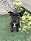 adoptable Dog in  named DECORA
