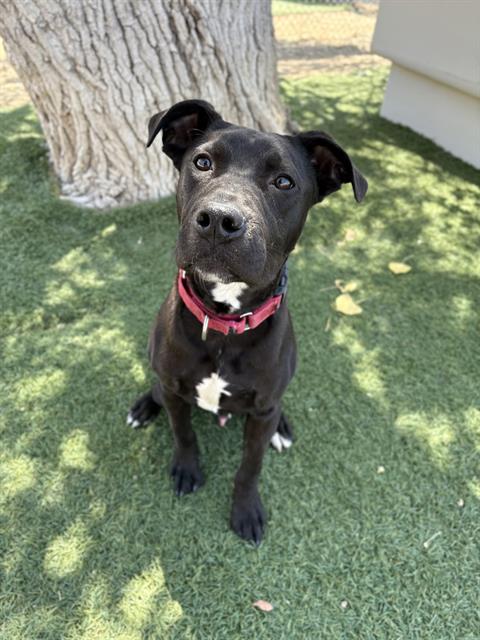adoptable Dog in Castaic, CA named SECO