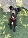 adoptable Dog in  named SECO