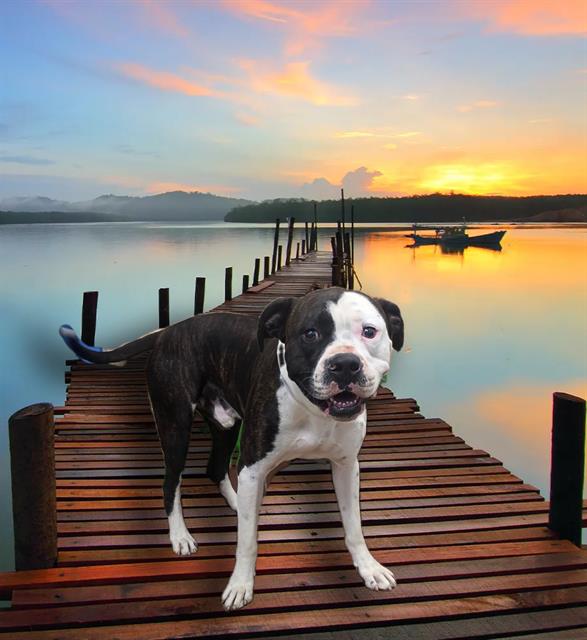 adoptable Dog in Castaic, CA named PEBBLE