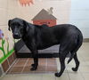 adoptable Dog in  named CHIRINDONGO