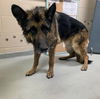 adoptable Dog in  named RIESE