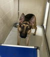 adoptable Dog in castaic, CA named CHIEF