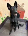 adoptable Dog in  named COOKIE
