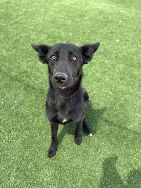 adoptable Dog in Castaic, CA named COOKIE
