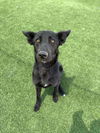 adoptable Dog in  named COOKIE
