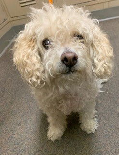 adoptable Dog in Castaic, CA named A5714370