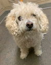 adoptable Dog in castaic, CA named A5714370