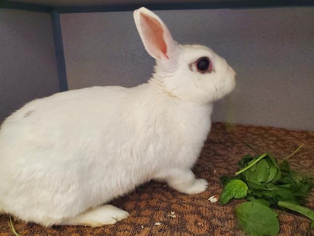 adoptable Rabbit in Castaic, CA named DELILIAH