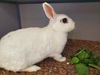 adoptable Rabbit in  named DELILIAH