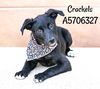 adoptable Dog in  named CRACKELS
