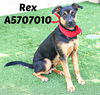 adoptable Dog in  named REX