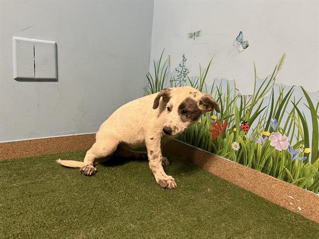 adoptable Dog in Castaic, CA named JO