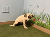 adoptable Dog in  named JO
