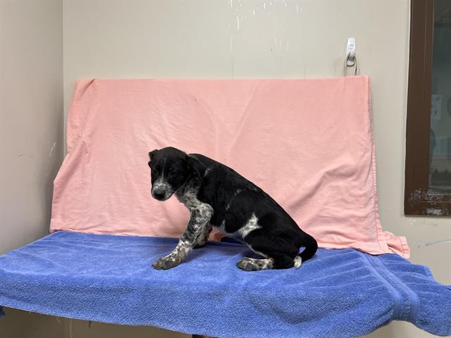 adoptable Dog in Castaic, CA named AMY
