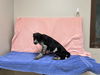adoptable Dog in  named AMY