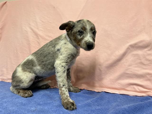 adoptable Dog in Castaic, CA named BETH