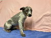adoptable Dog in  named BETH